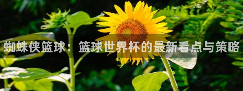 米兰体育中心：蜘蛛侠篮球：篮球世界杯的最新看点与策略